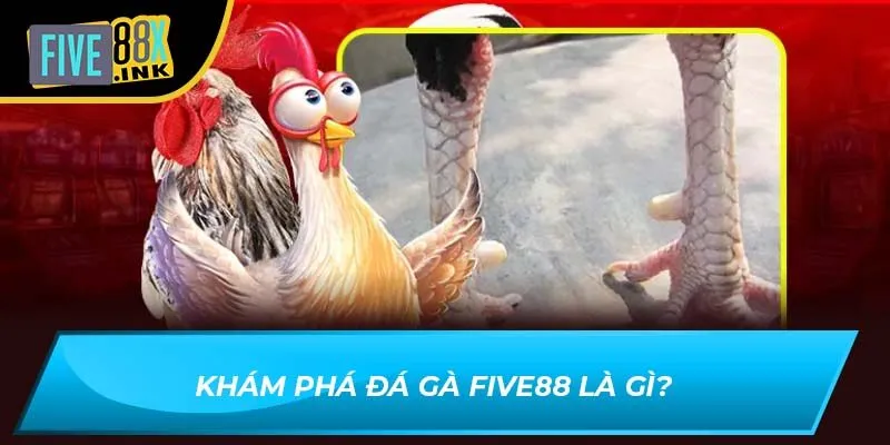 Khám phá đá gà Five88 là gì?