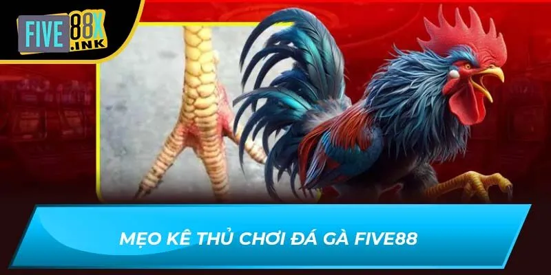 Mẹo kê thủ chơi đá gà Five88