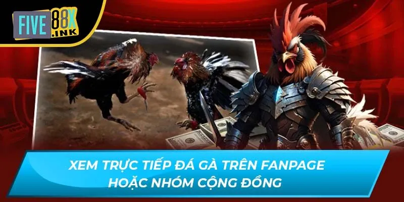 Xem trực tiếp đá gà trên fanpage hoặc nhóm cộng đồng 